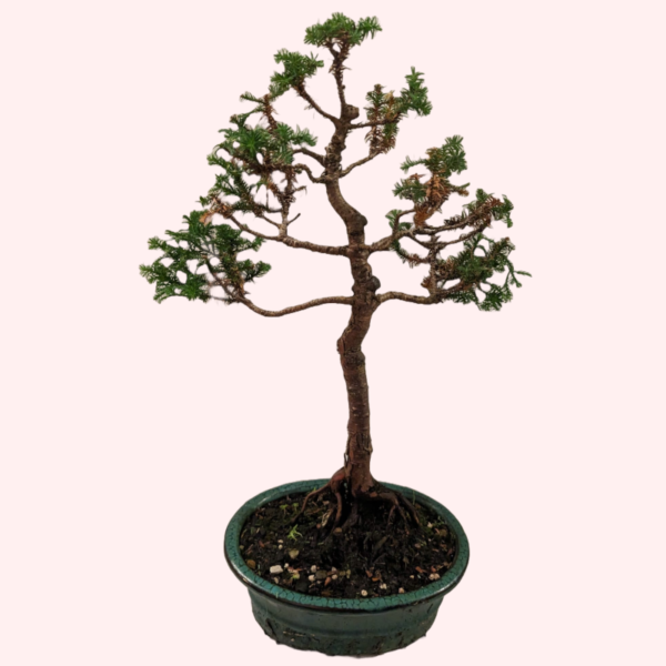 Japanese Cedar - Image 2