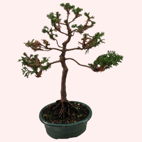 Japanese Cedar