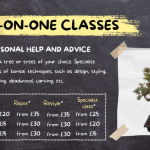Bonsai one-on-one workshop
