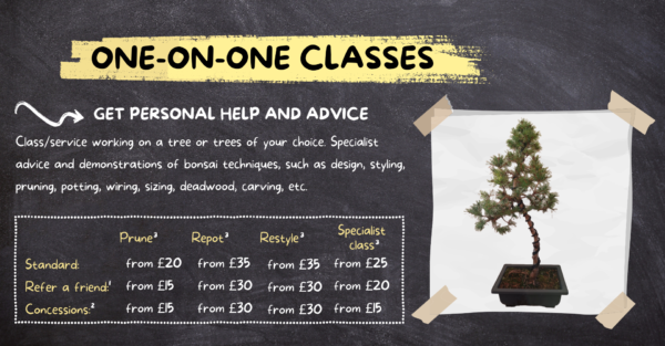 Bonsai one-on-one workshop