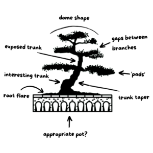 Bonsai making class
