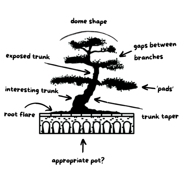 Bonsai making class
