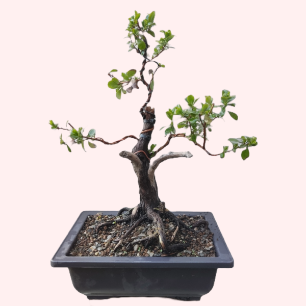 Escallonia