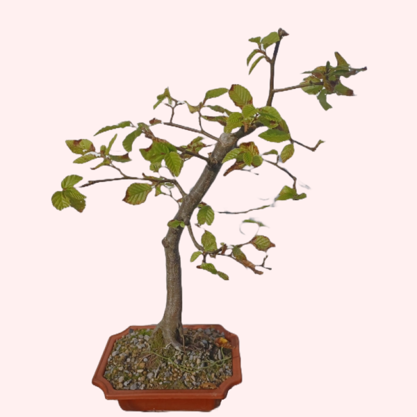 Hornbeam