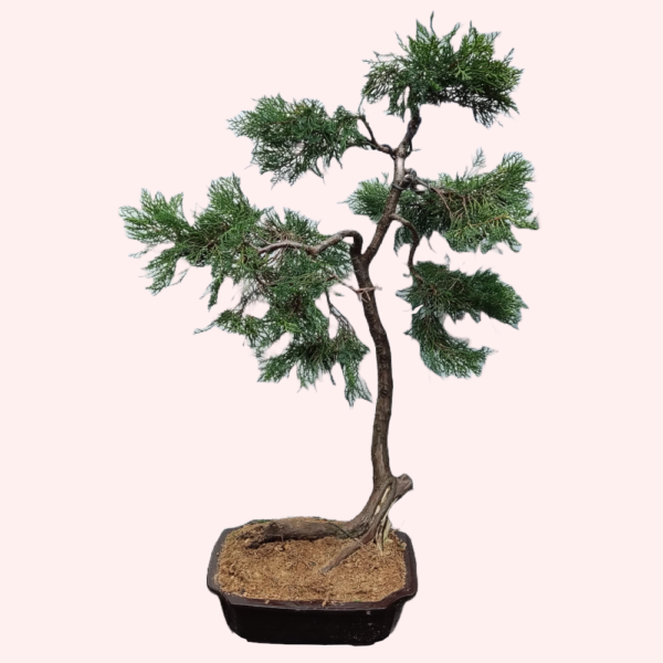 Chinese Juniper