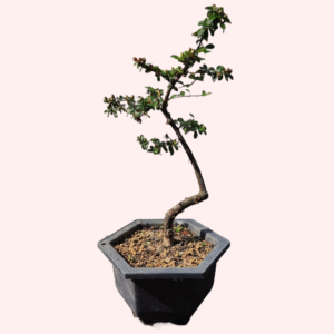 Cotoneaster