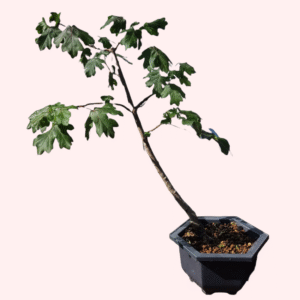 Field Maple