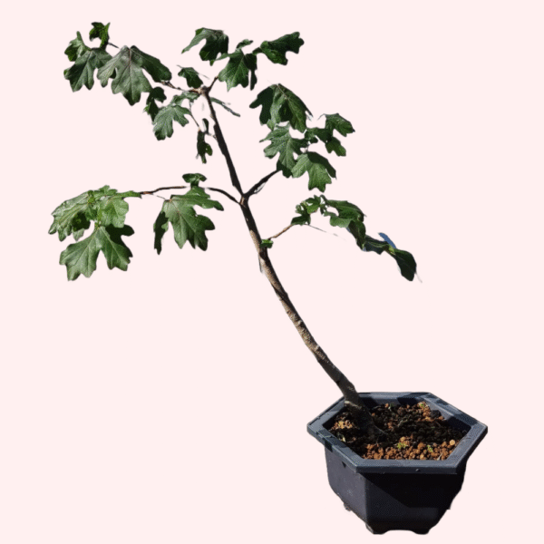 Field Maple