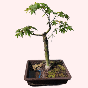 Japanese Maple