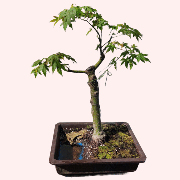 Japanese Maple