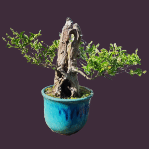 Privet